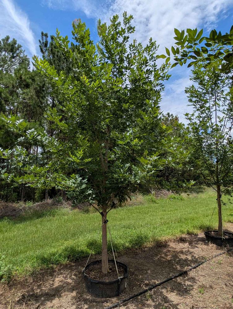 fraxinus-pennsylvanica-green-ash