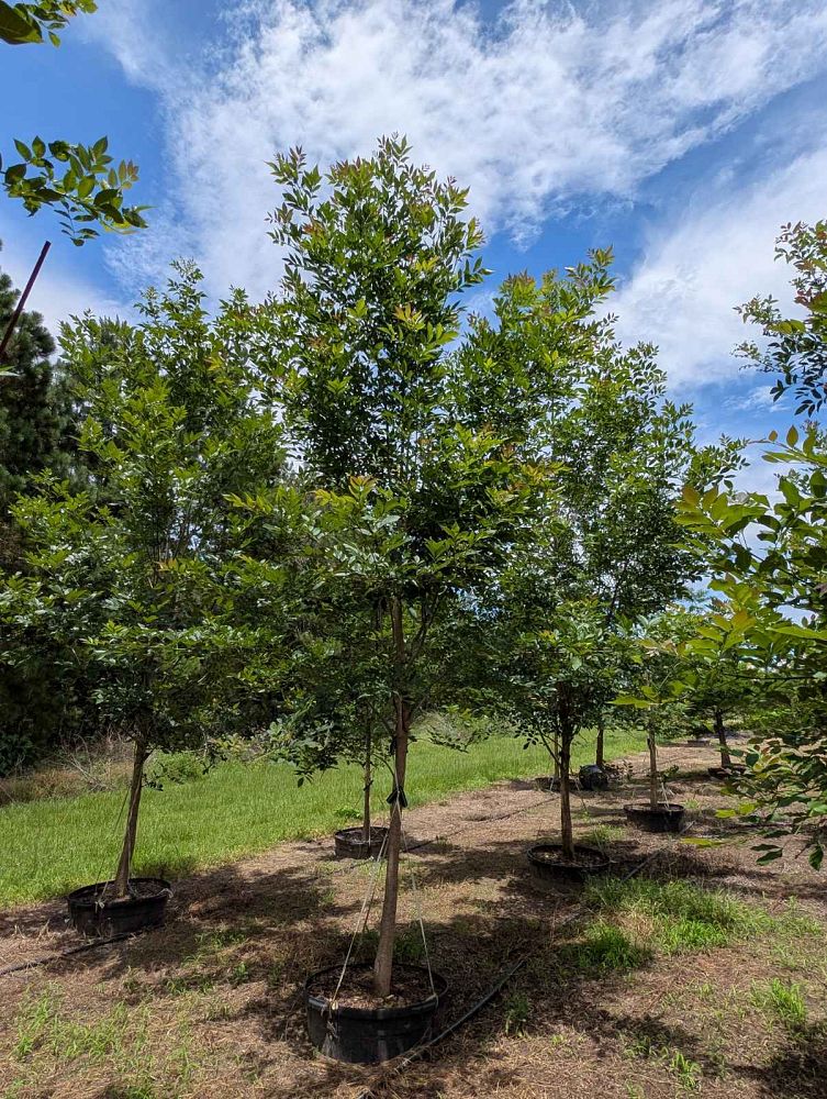 fraxinus-pennsylvanica-green-ash
