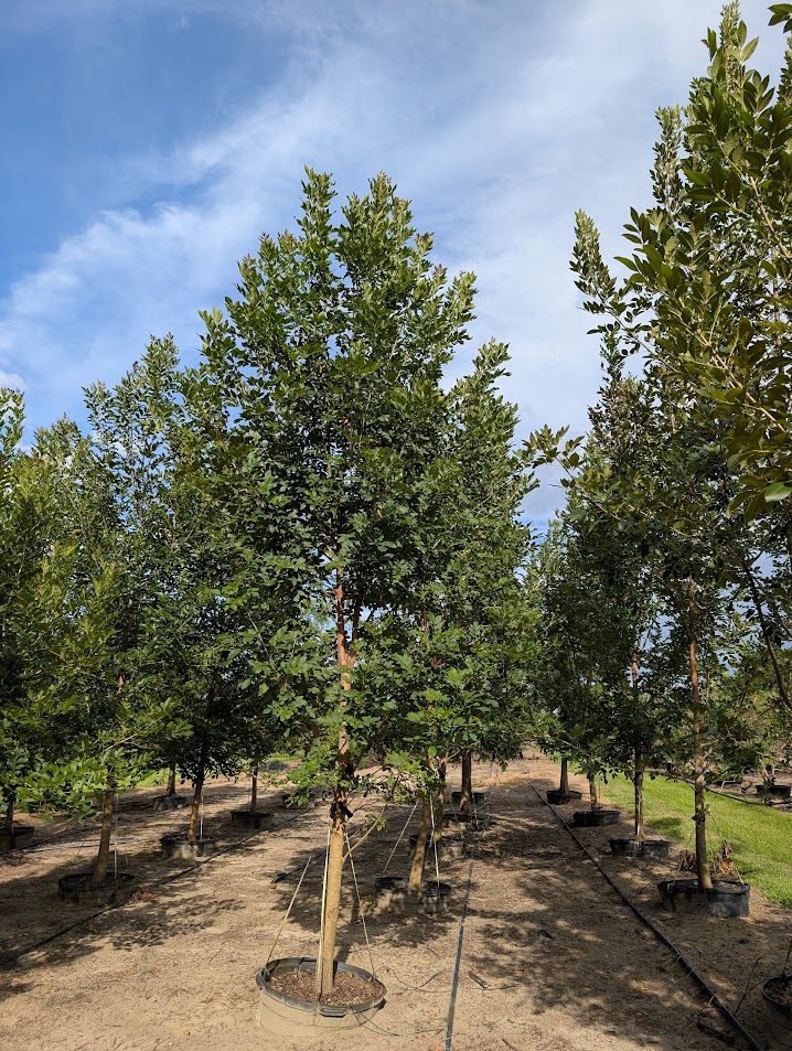 fraxinus-pennsylvanica-green-ash