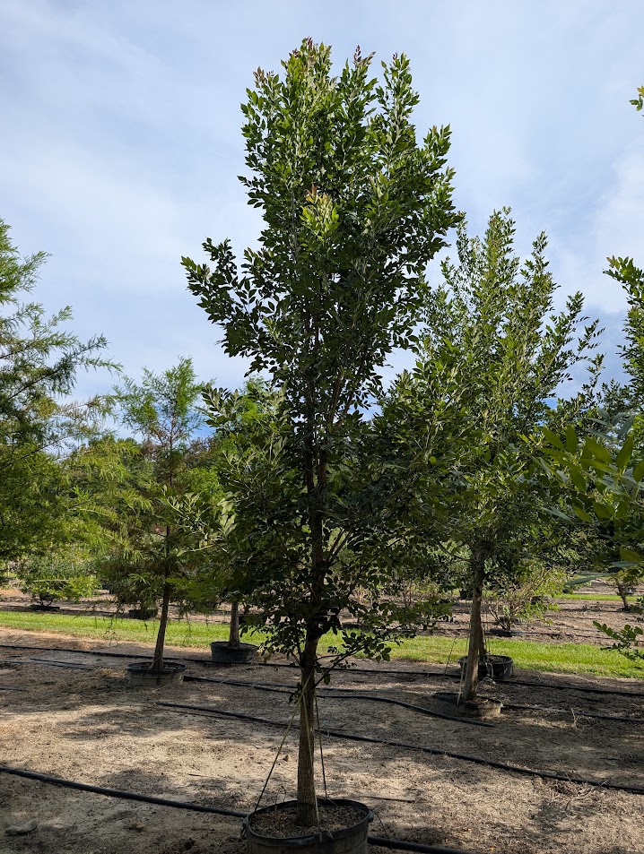 fraxinus-pennsylvanica-green-ash