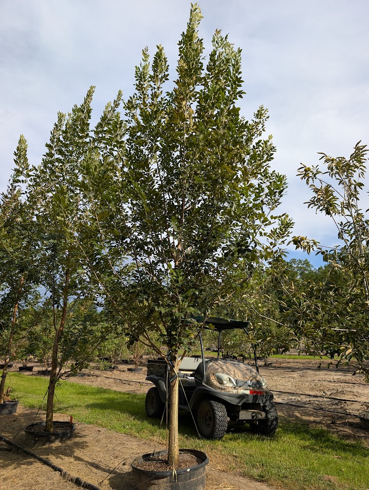 fraxinus-pennsylvanica-green-ash