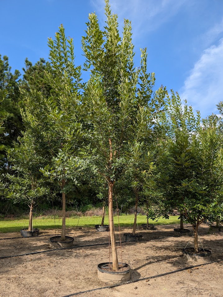 fraxinus-pennsylvanica-green-ash