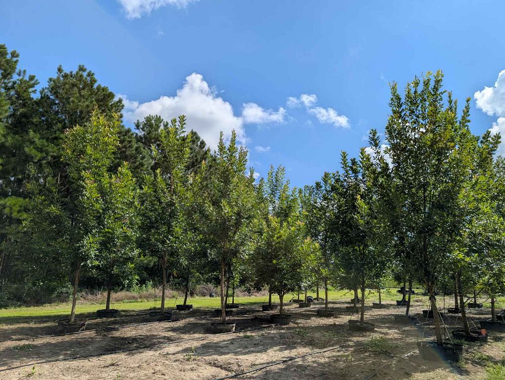 fraxinus-pennsylvanica-green-ash
