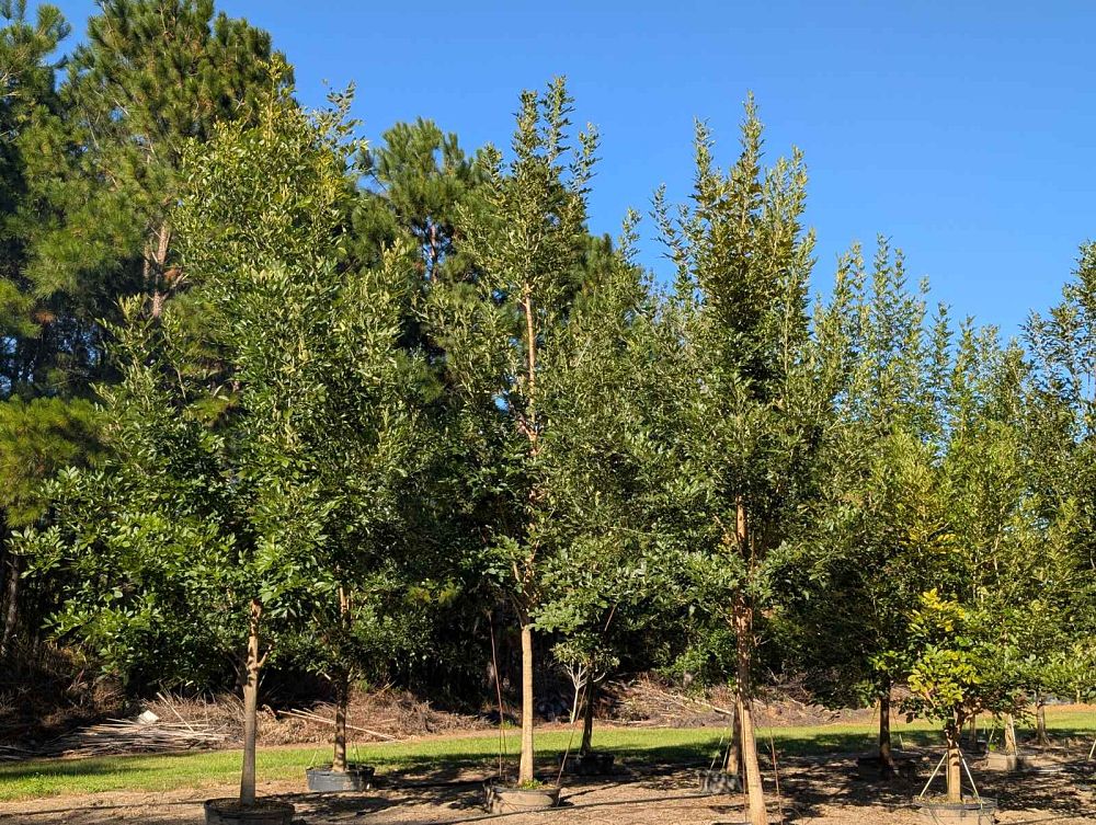 fraxinus-pennsylvanica-green-ash