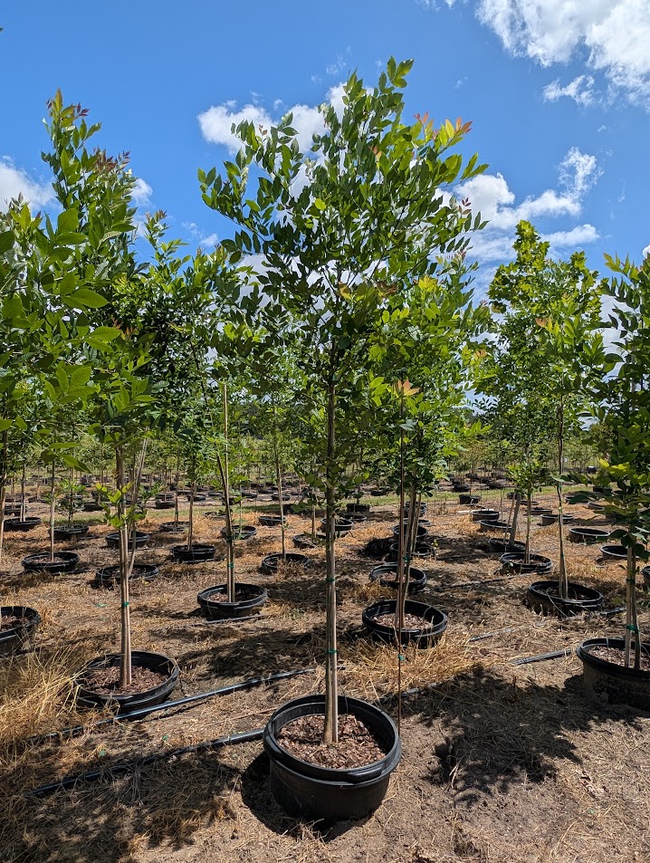 fraxinus-pennsylvanica-green-ash