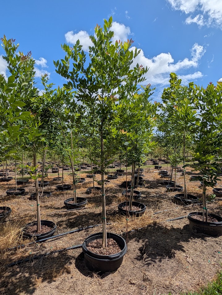 fraxinus-pennsylvanica-green-ash