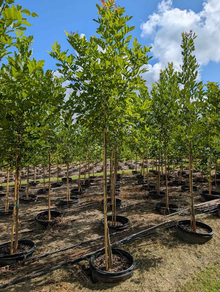 fraxinus-pennsylvanica-green-ash