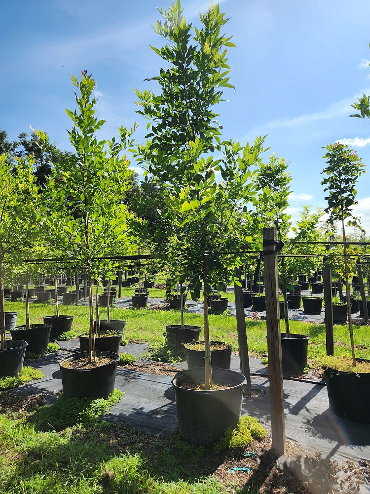 fraxinus-pennsylvanica-green-ash