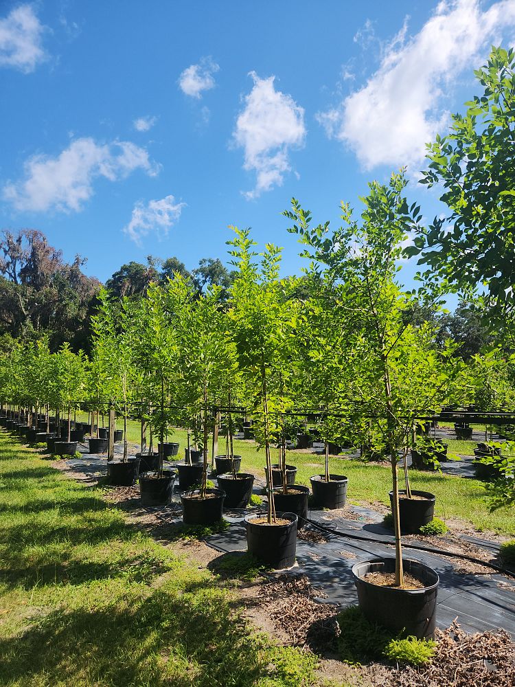 fraxinus-pennsylvanica-green-ash