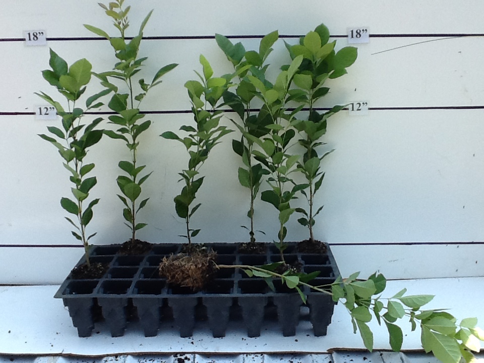 fraxinus-texensis-texas-ash