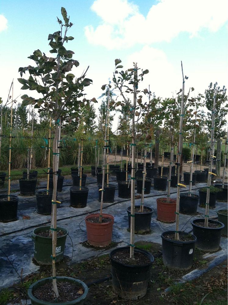 fraxinus-texensis-texas-ash