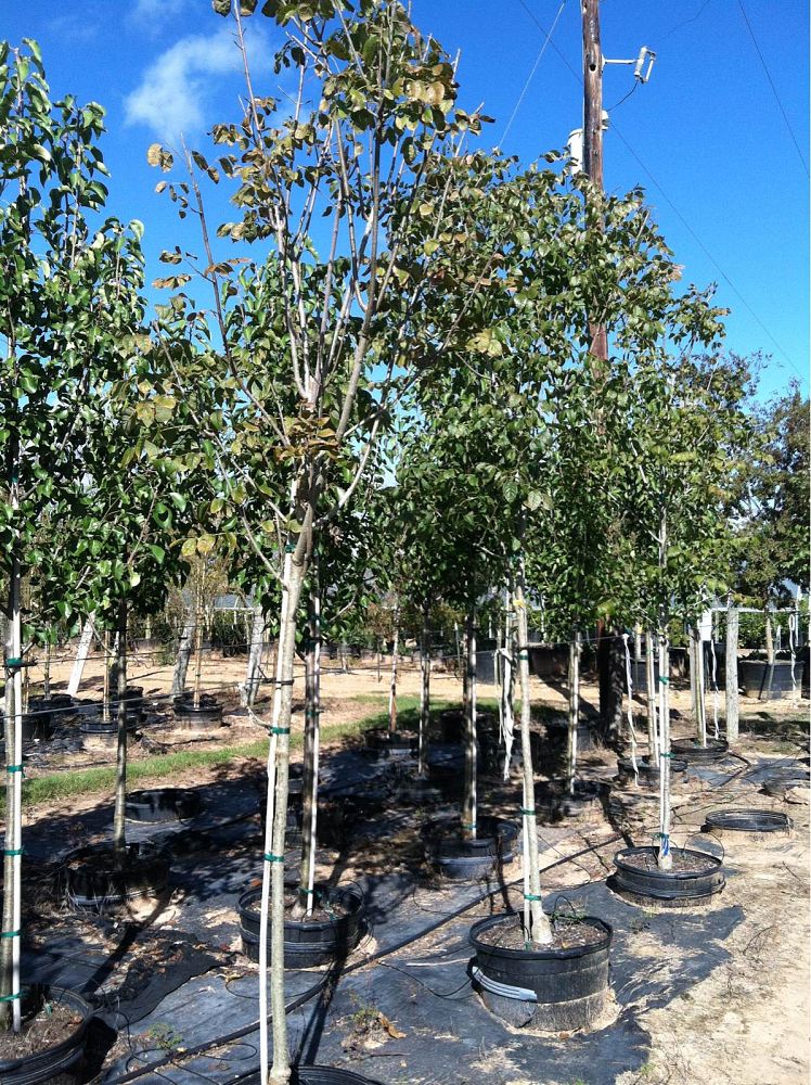 fraxinus-texensis-texas-ash