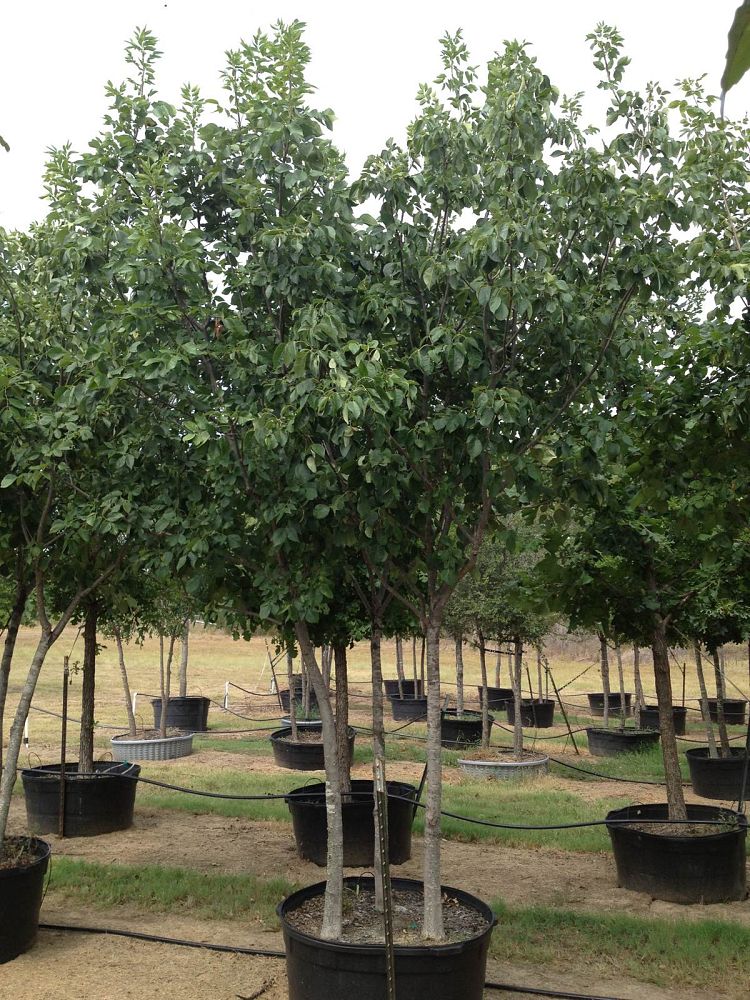 fraxinus-texensis-texas-ash