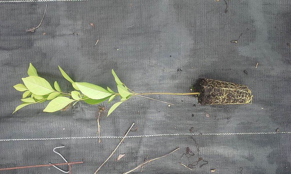 fraxinus-texensis-texas-ash