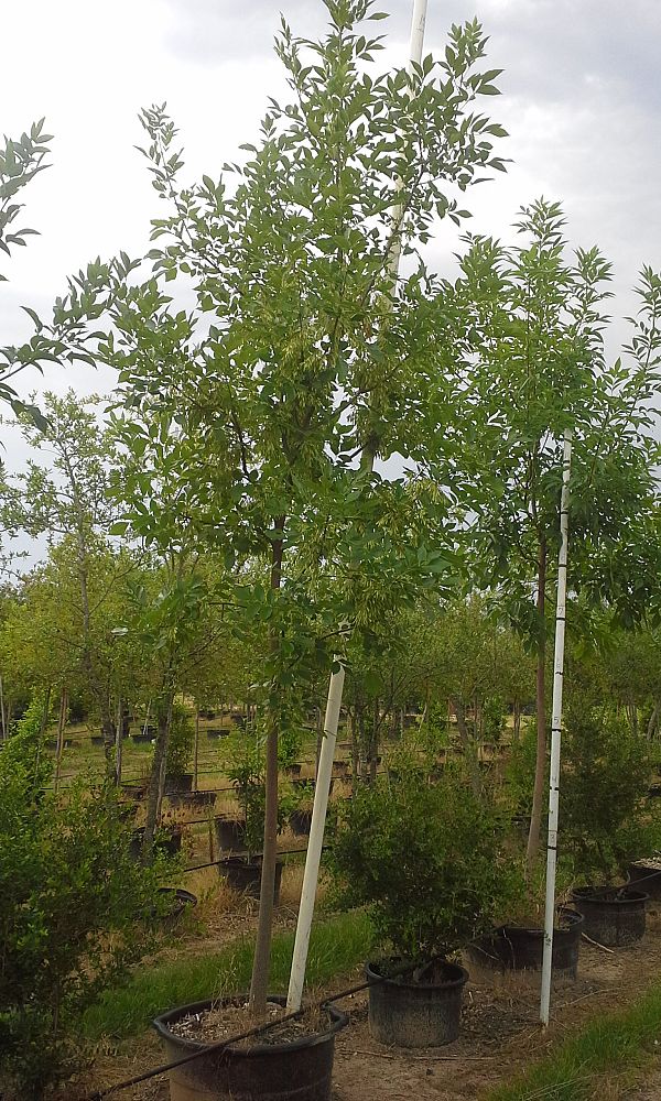 fraxinus-texensis-texas-ash