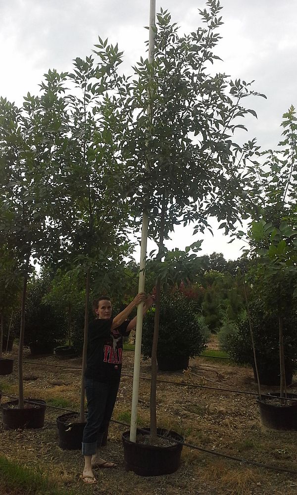 fraxinus-texensis-texas-ash