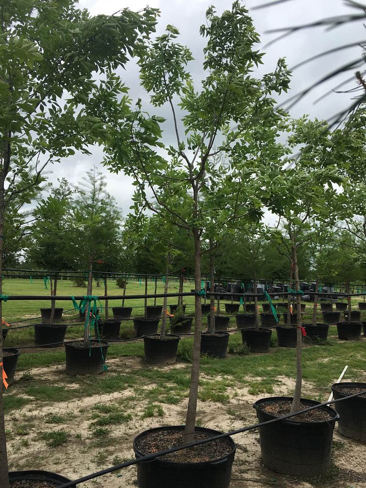 fraxinus-texensis-texas-ash