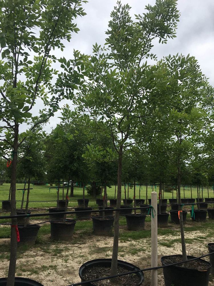fraxinus-texensis-texas-ash