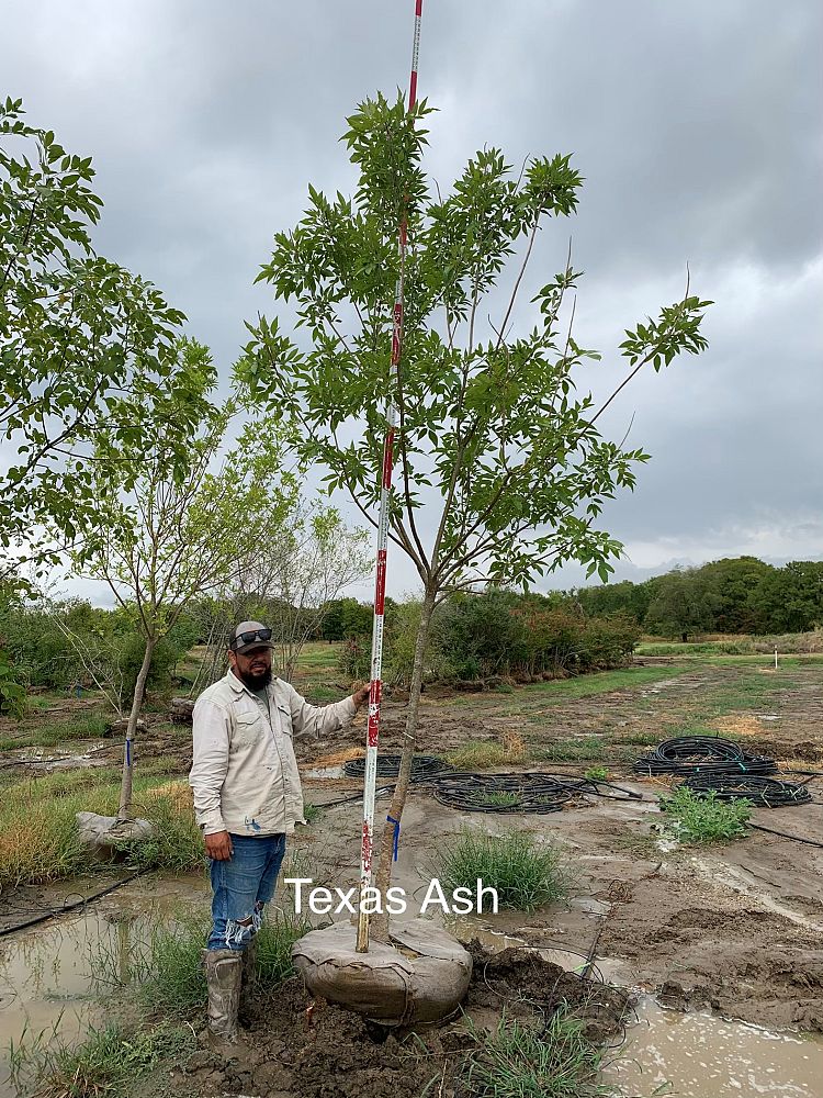 fraxinus-texensis-texas-ash