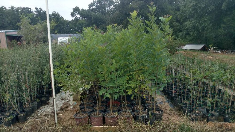 fraxinus-texensis-texas-ash