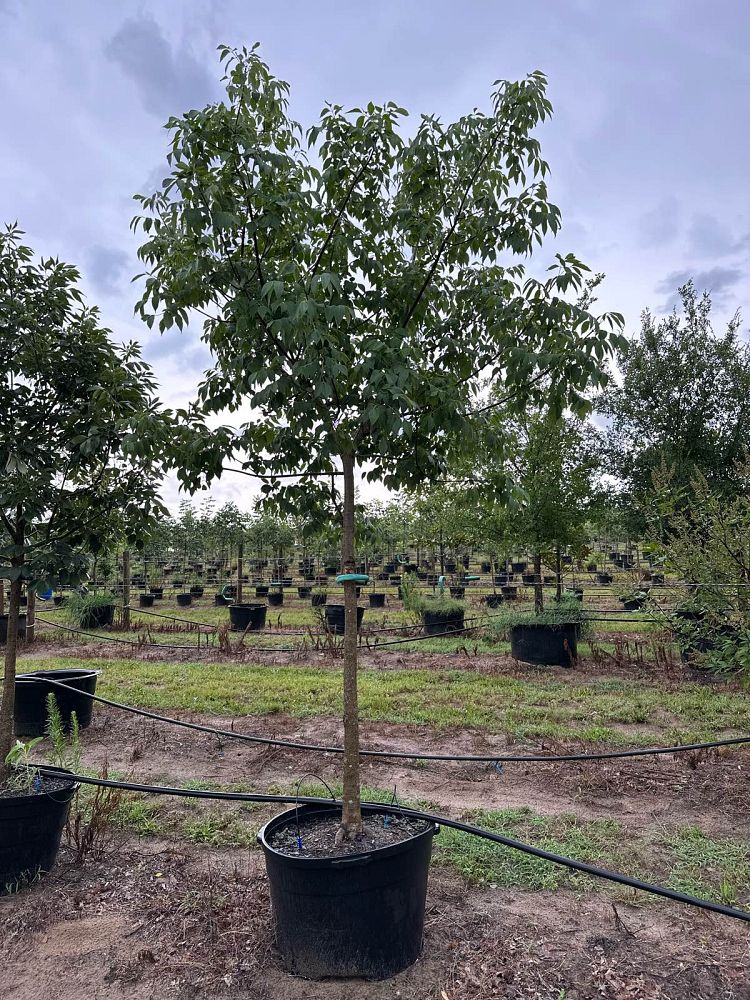 fraxinus-texensis-texas-ash