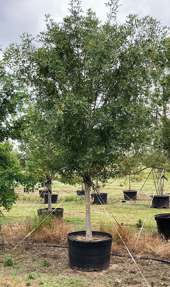 fraxinus-texensis-texas-ash