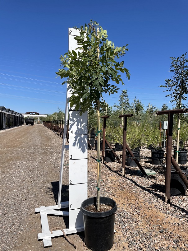 fraxinus-uhdei-evergreen-ash-shamel-ash
