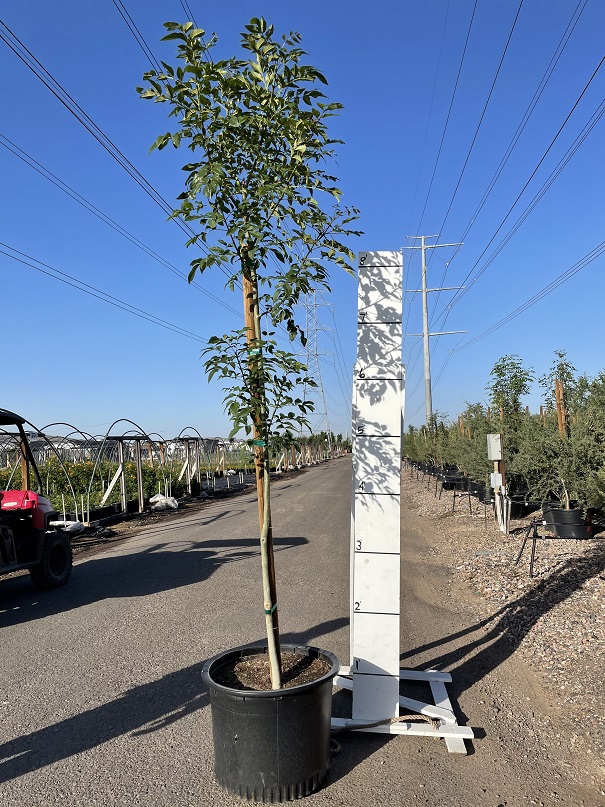 fraxinus-uhdei-evergreen-ash-shamel-ash