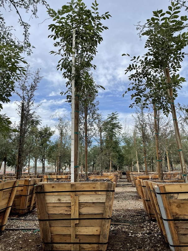 fraxinus-uhdei-evergreen-ash-shamel-ash