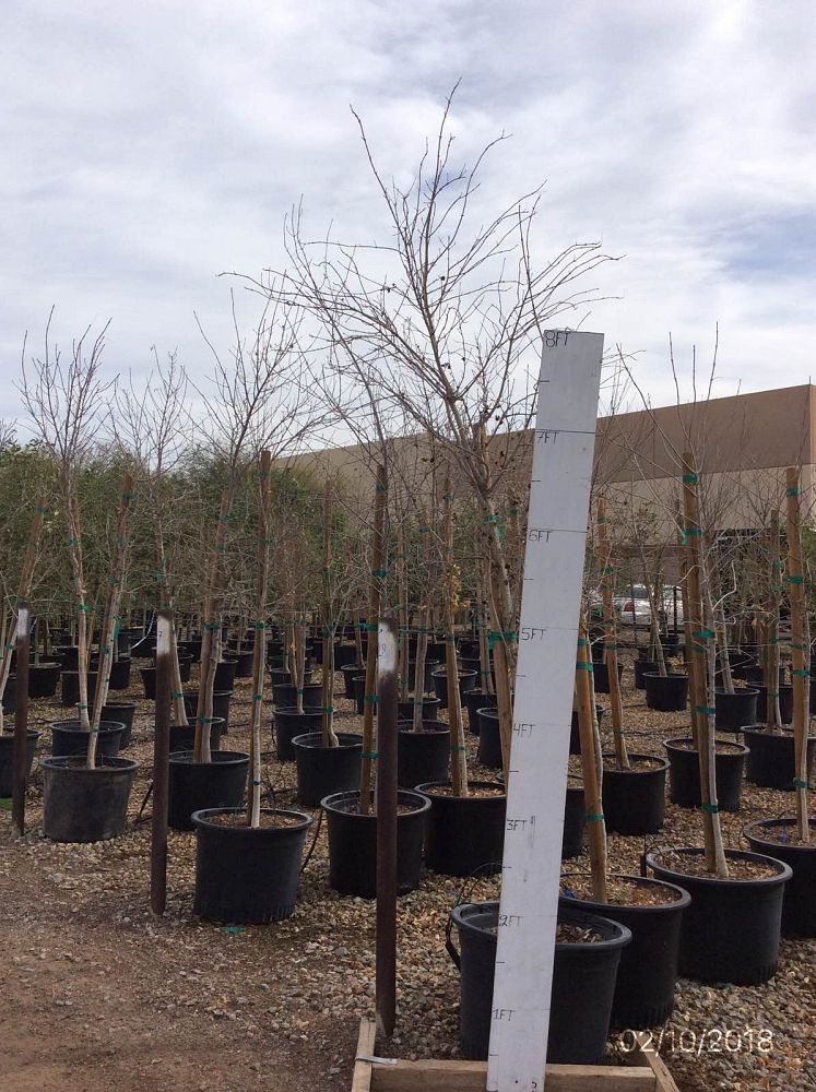 fraxinus-velutina-bonita-arizona-ash