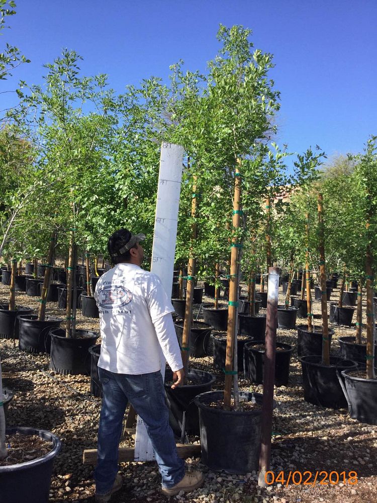 fraxinus-velutina-bonita-arizona-ash