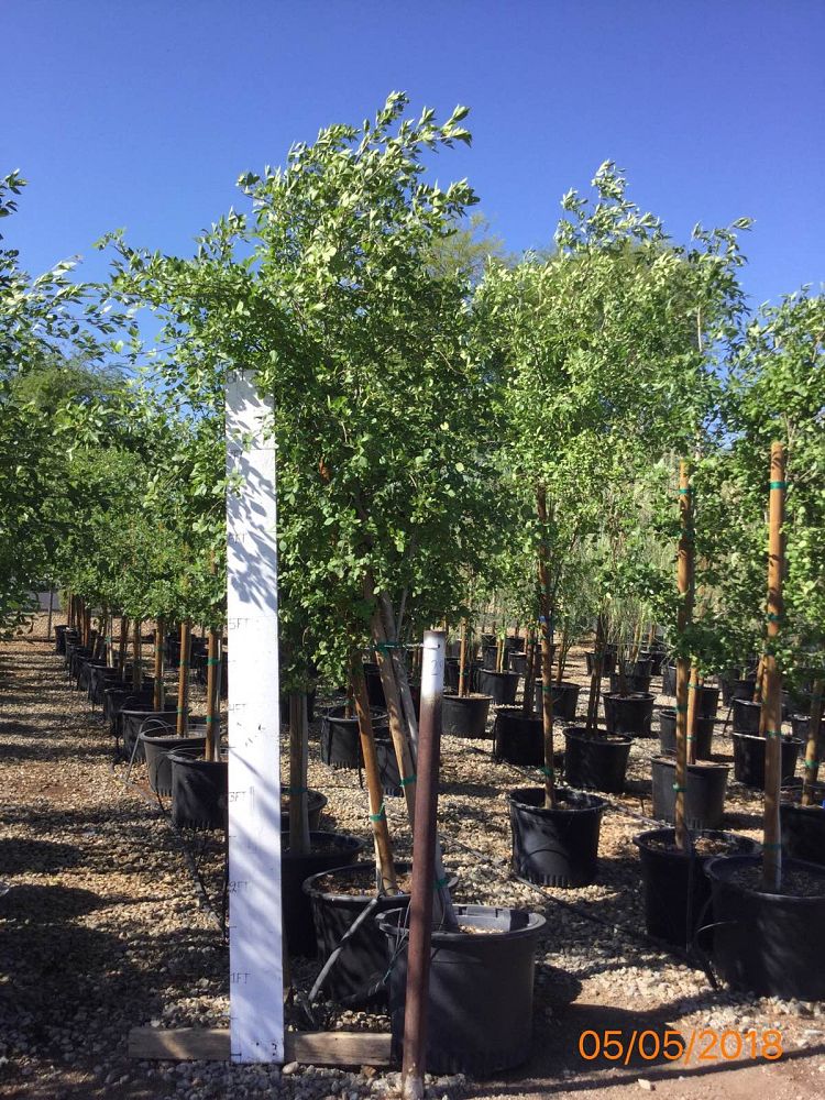 fraxinus-velutina-bonita-arizona-ash