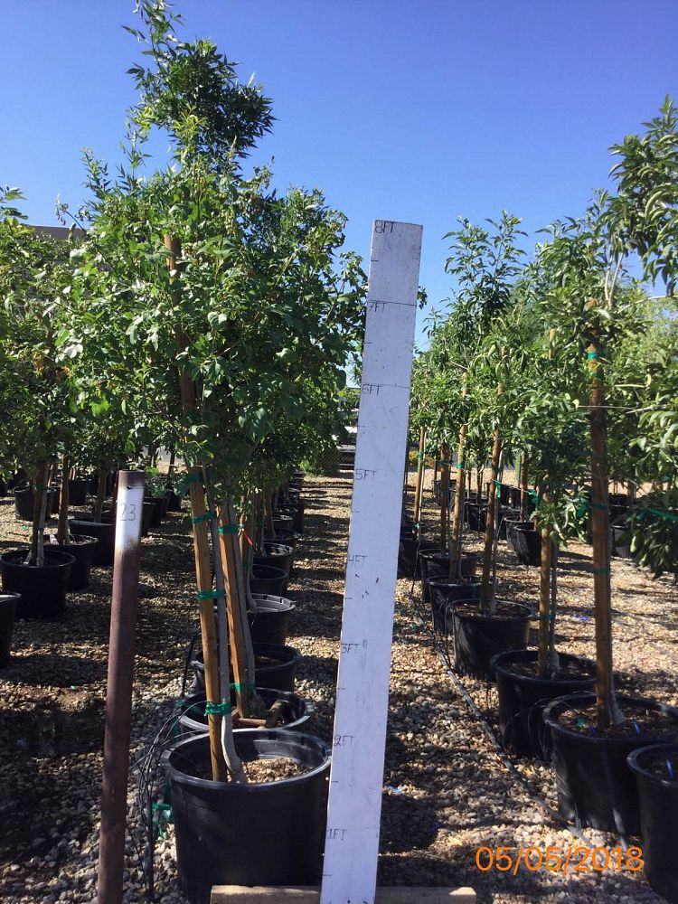 fraxinus-velutina-bonita-arizona-ash
