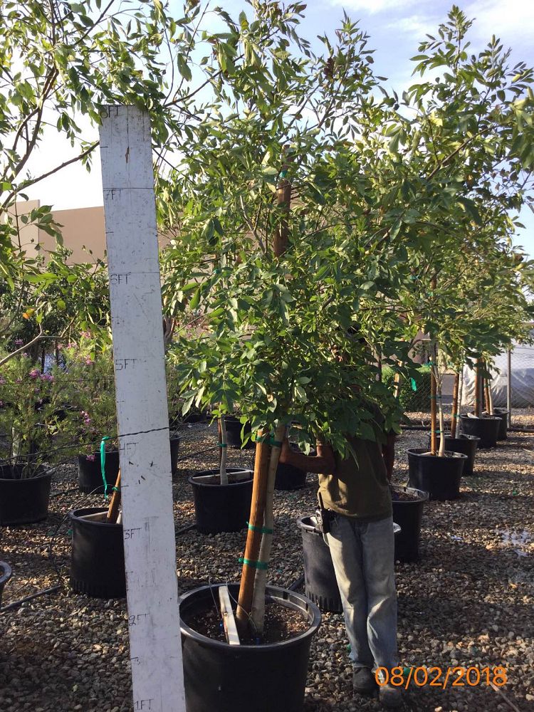 fraxinus-velutina-bonita-arizona-ash