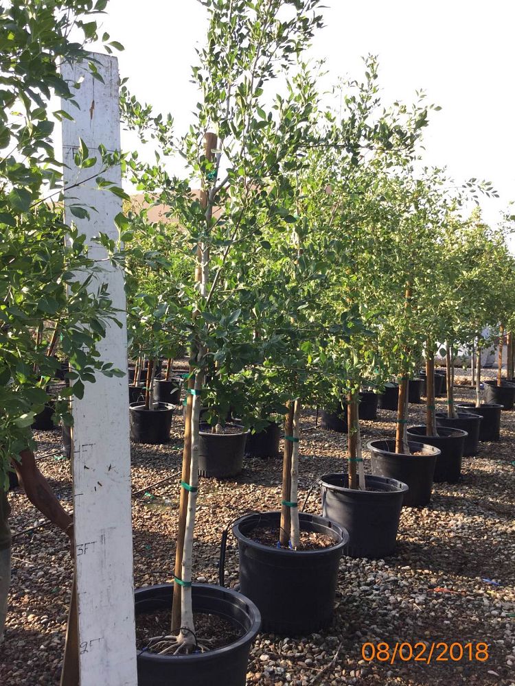 fraxinus-velutina-bonita-arizona-ash