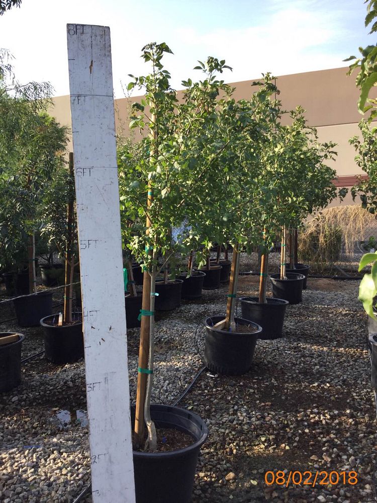fraxinus-velutina-bonita-arizona-ash
