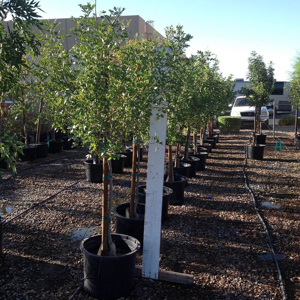fraxinus-velutina-bonita-arizona-ash