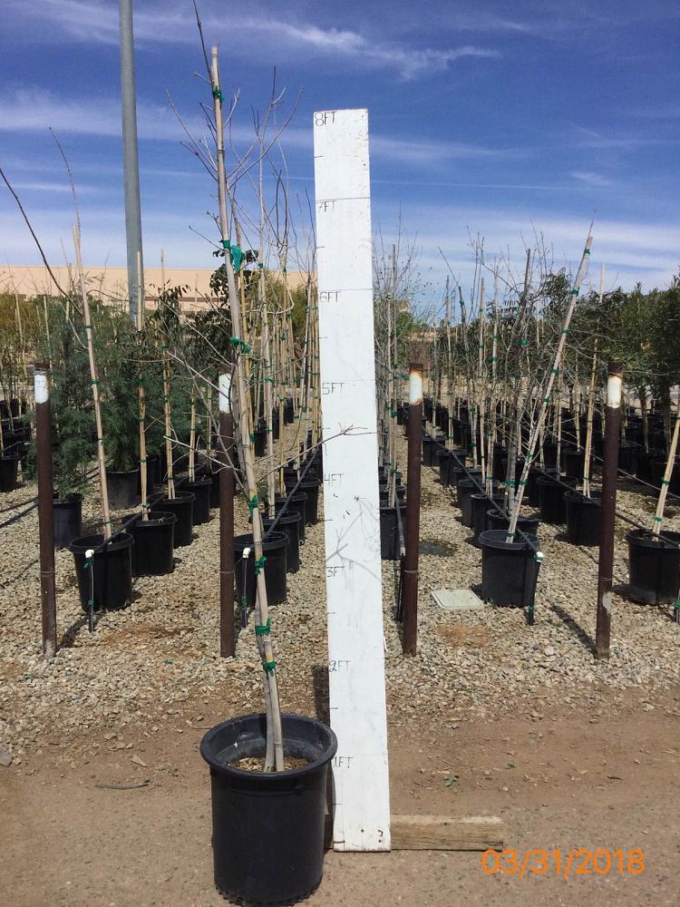 fraxinus-velutina-bonita-arizona-ash