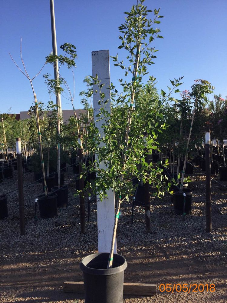 fraxinus-velutina-bonita-arizona-ash