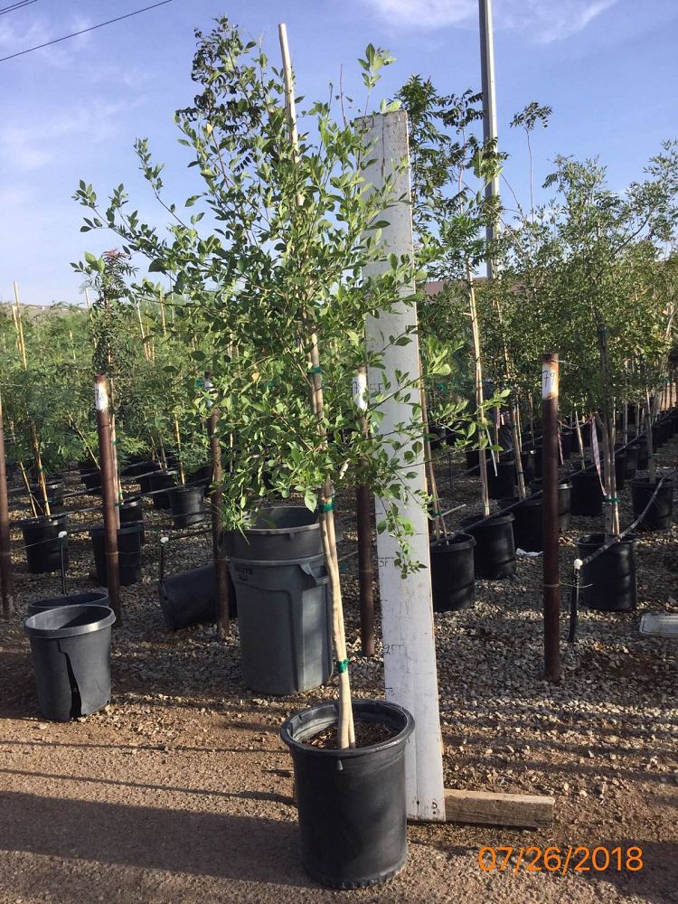fraxinus-velutina-bonita-arizona-ash