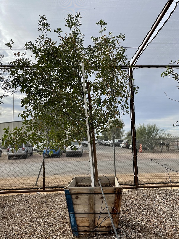 fraxinus-velutina-bonita-arizona-ash