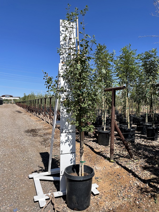 fraxinus-velutina-desert-ash-fresno-as-leatherleaf-ash-modesto-ash-smooth-ash-toumey-ash-velvet-ash-arizona-ash