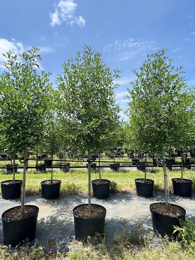 fraxinus-velutina-desert-ash-fresno-as-leatherleaf-ash-modesto-ash-smooth-ash-toumey-ash-velvet-ash-arizona-ash