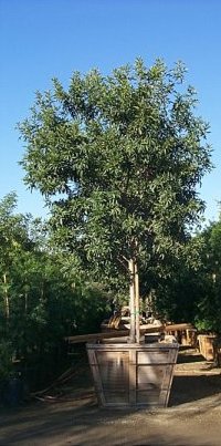 fraxinus-velutina-fan-tex-arizona-ash-rio-grande