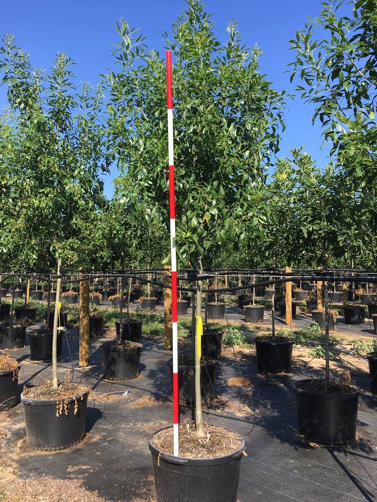 fraxinus-velutina-fan-tex-arizona-ash-rio-grande