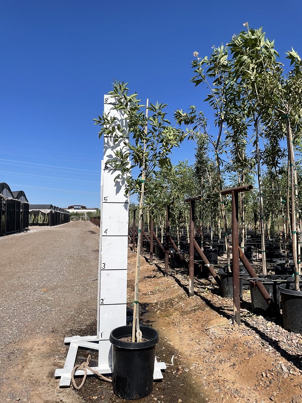 fraxinus-velutina-fan-tex-arizona-ash-rio-grande