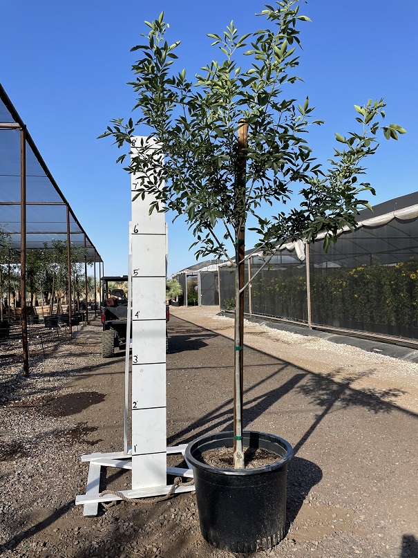 fraxinus-velutina-fan-tex-arizona-ash-rio-grande