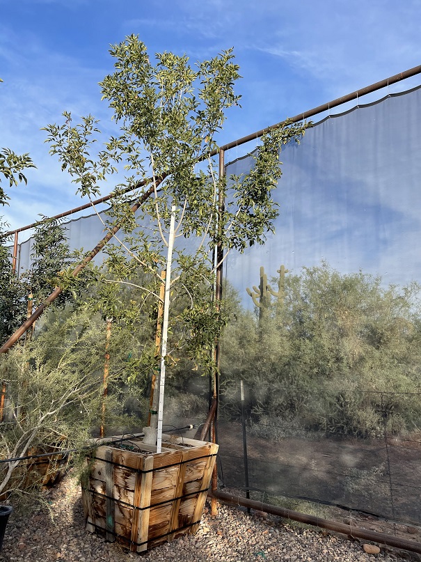 fraxinus-velutina-fan-tex-arizona-ash-rio-grande