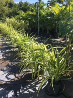 freycinetia-multiflora-climbing-pandanus