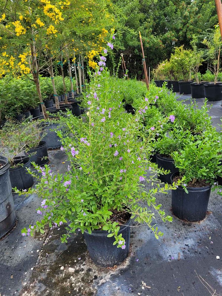 freylinia-tropica-inyanga-hedge-plant-transvaal-honey-bell-bush-blue-freylinia